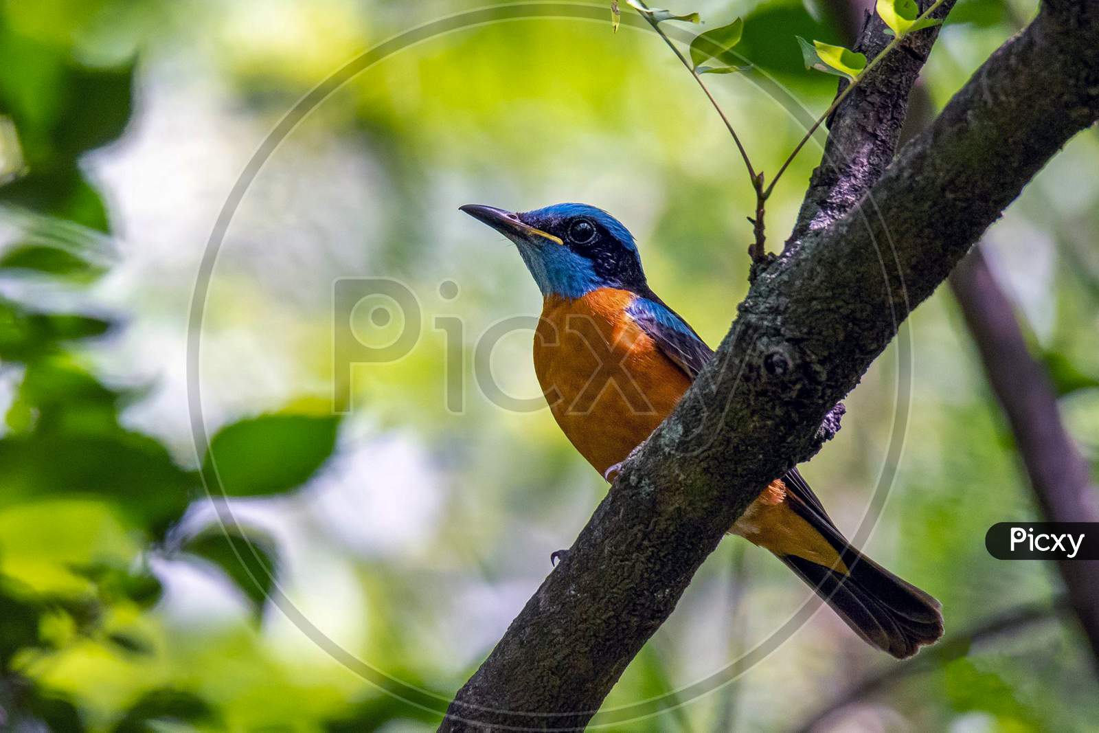 The Blue-Capped Rock Thrush Is A Species Of Chat.