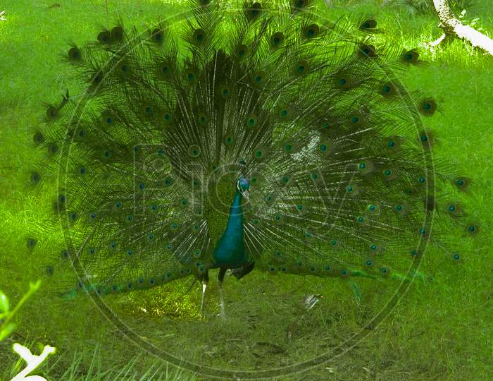 Indian Peacock Dancing In National Park India Photos
