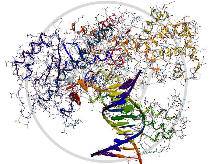 Dna Polymerase I. An Enzyme That Participates In The Dna Replication