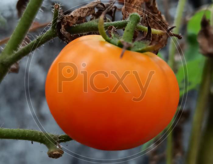 Fresh ripe tomatoe hanging on the tree