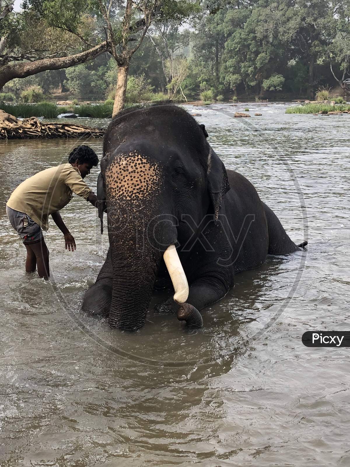 Mahout Bathing An Elephant - Dubare Elephant Camp