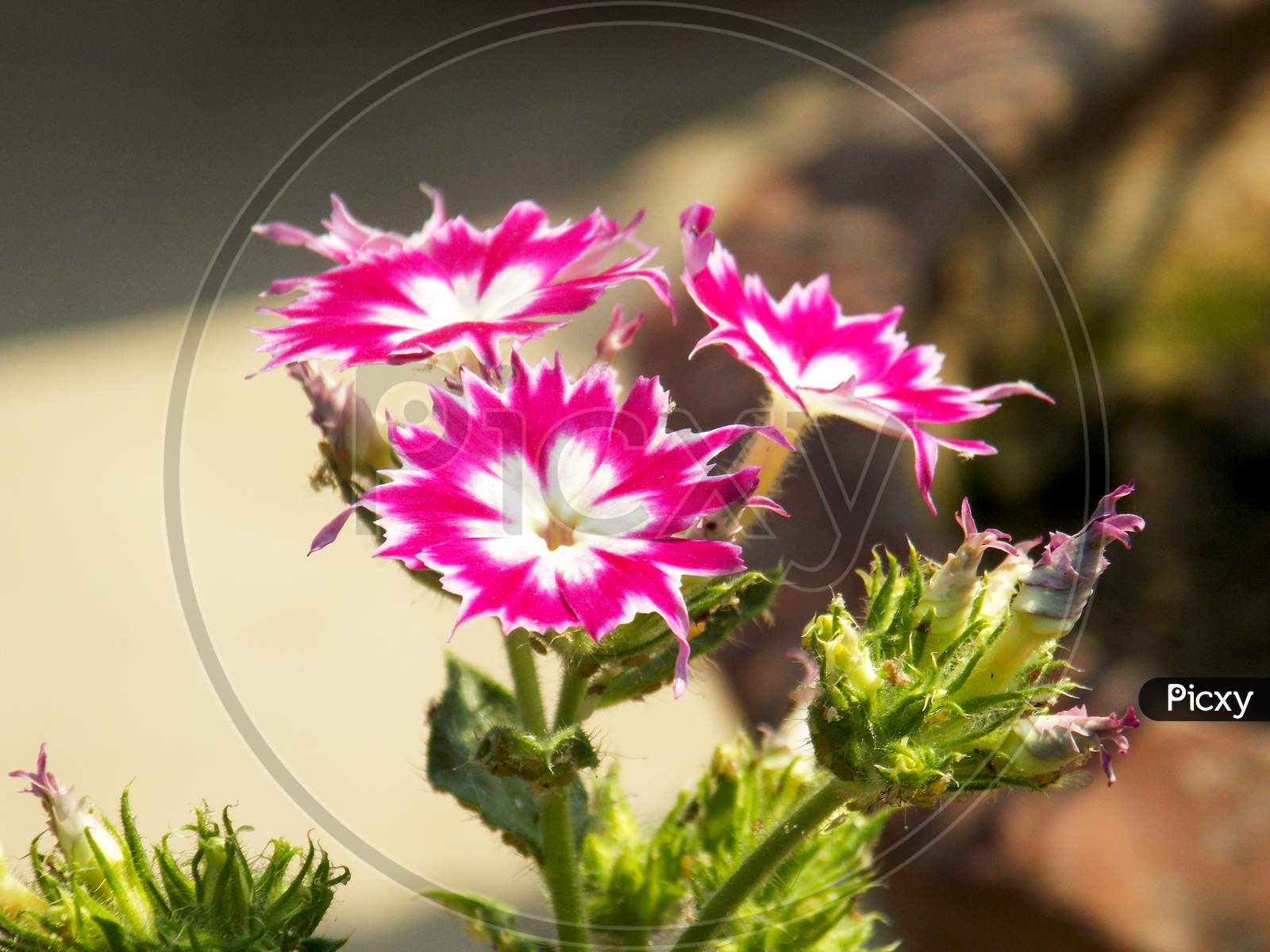 Pink family houseplant Petal wildflower flowering plant