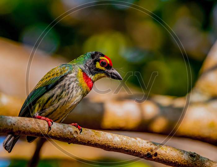 The Asian Barbet Is A Colourful Bird