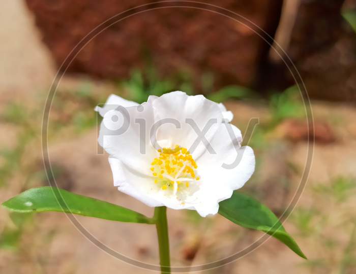 Moss Rose mix grandiflora seeds white colour flower