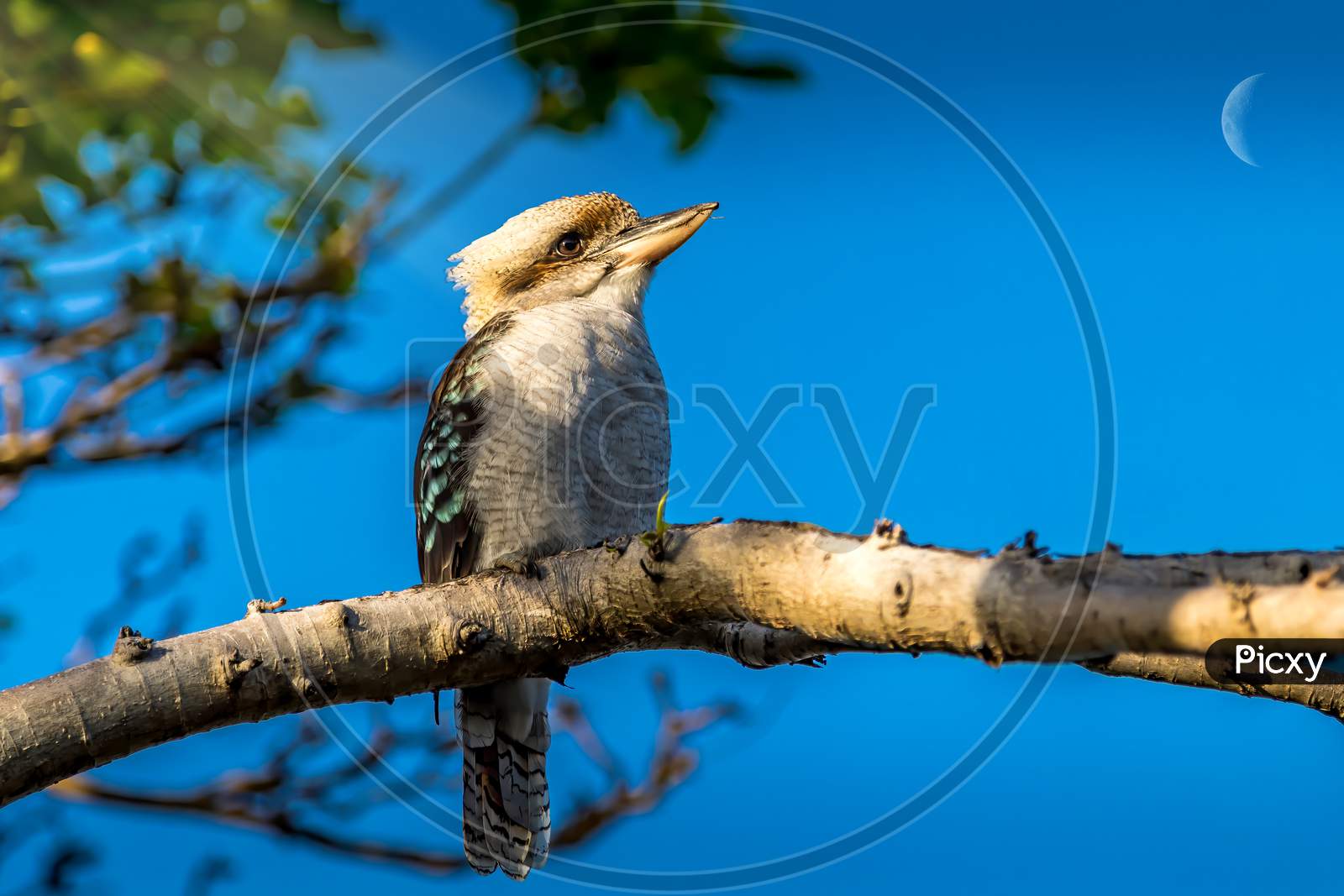 A kookaburra - one of the most popular birds of Australia - sitting on a branch of a tree in a public park in Sydney, New South Wales during a hot day in summer.