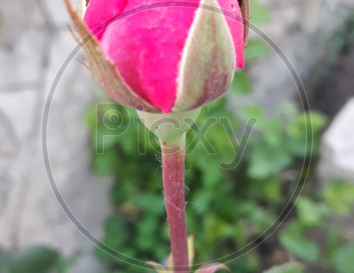 Baby rose flower in bari rajasthan