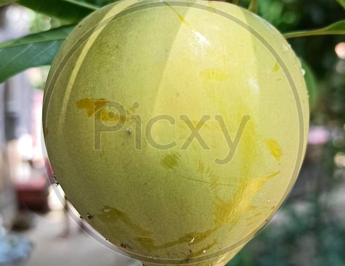 Egg fruit or canistel, scientific name pouteria campechiana