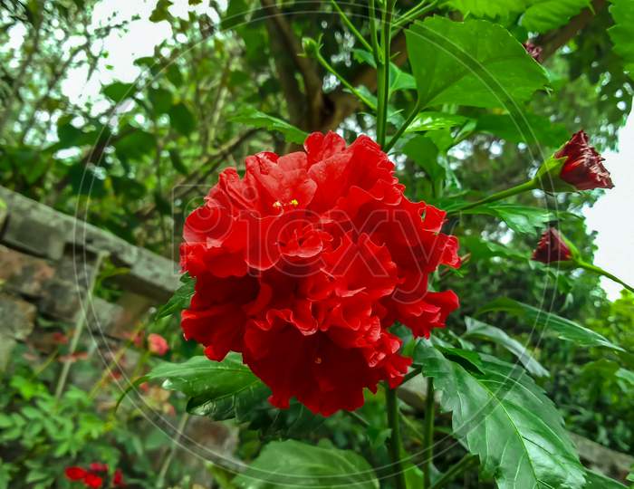 5 Hibiscus In A Single Flower, a special variety of Hibiscus- This flower is called Poncho joba in Bengali