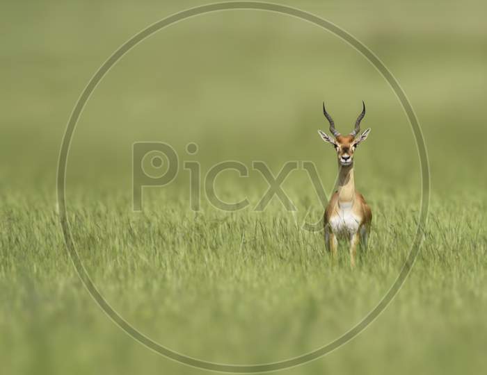 Blackbuck Or Indian Antelope