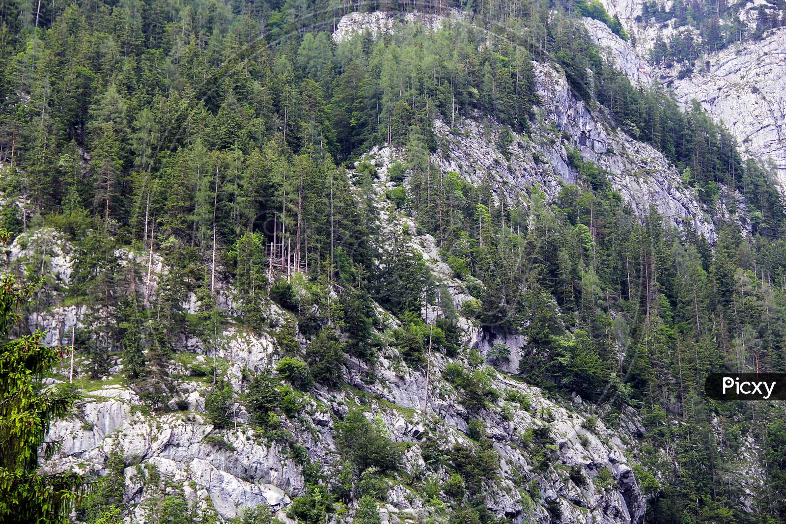 Pine Forest With Rocks On The Mountain