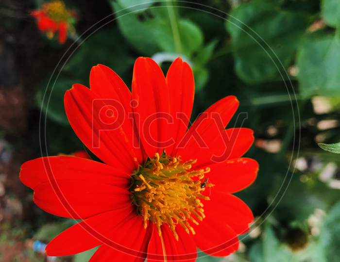 Beautiful Red flower In garden