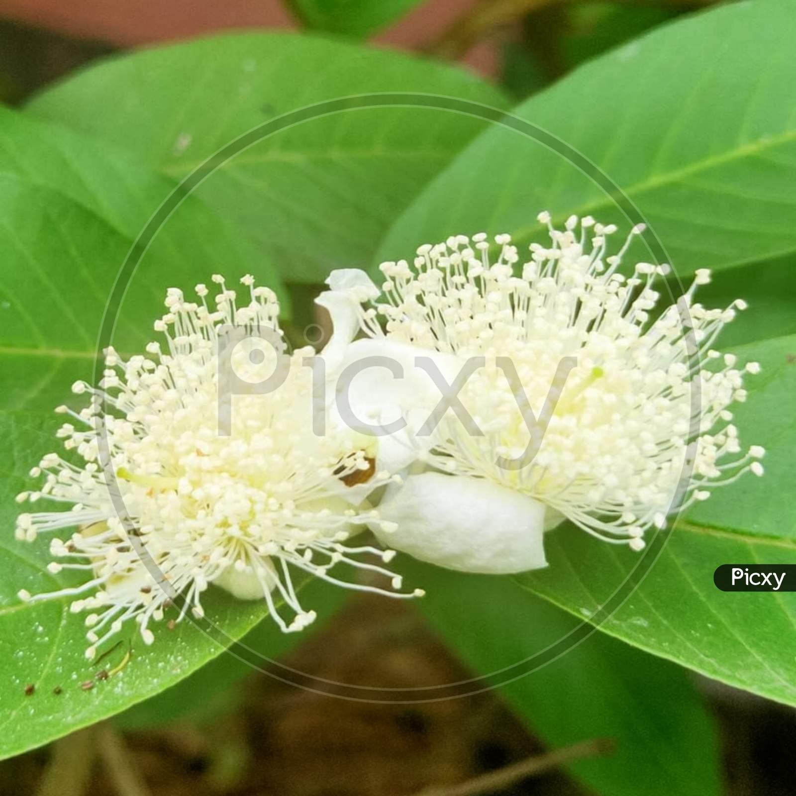 White Guava flower upon the green leaves.