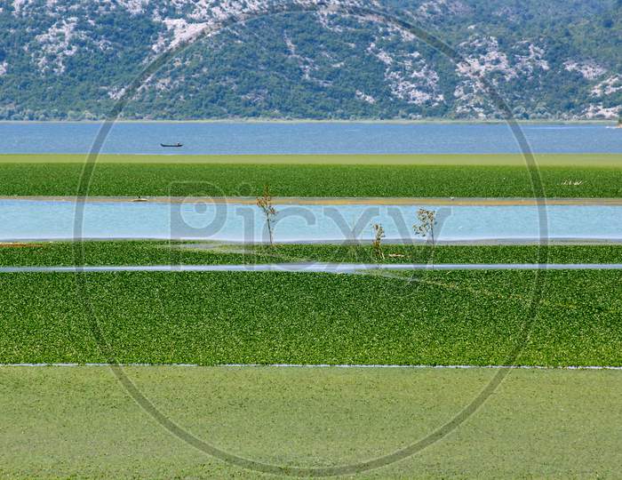Quiet Skadar Lake In Summer, In Montenegro