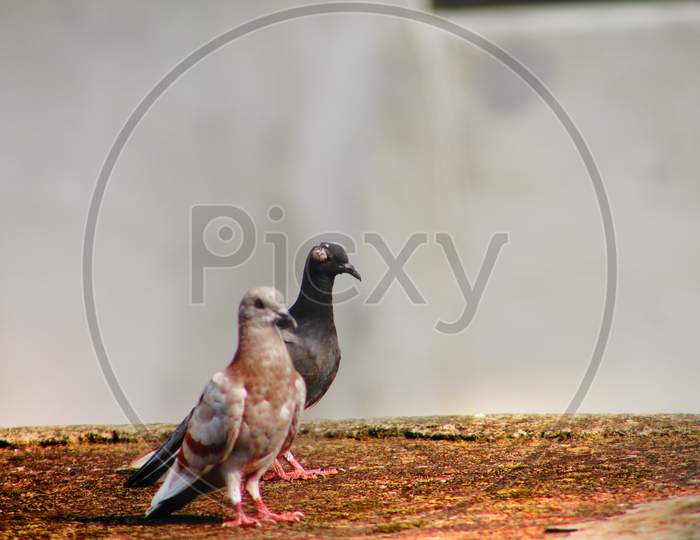 two pigeon is standing in a wall .