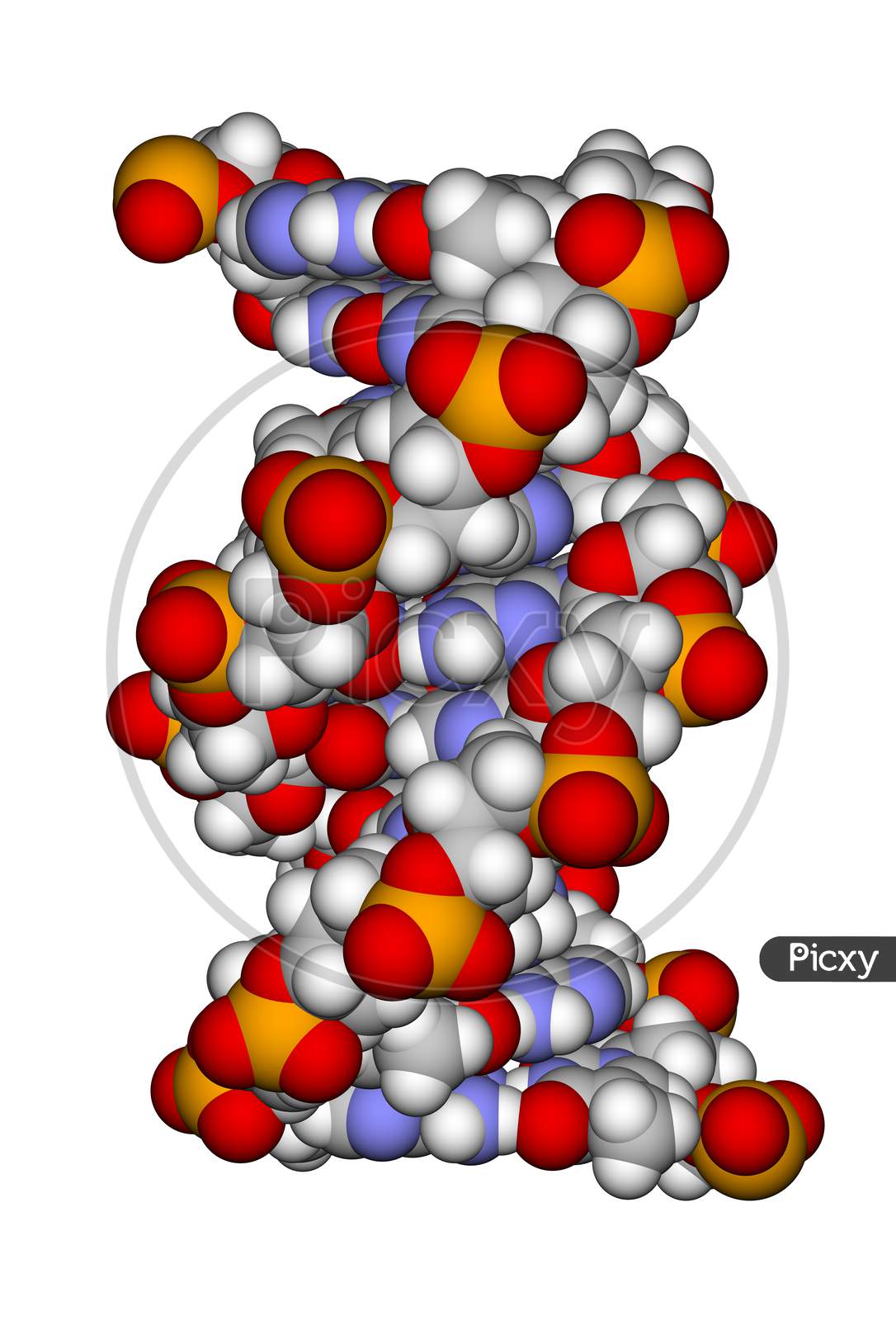 Part Of A Dna Double Helix (A Space Filling Model)