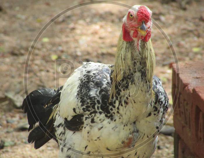 Galliformes poultry hen livestock bird