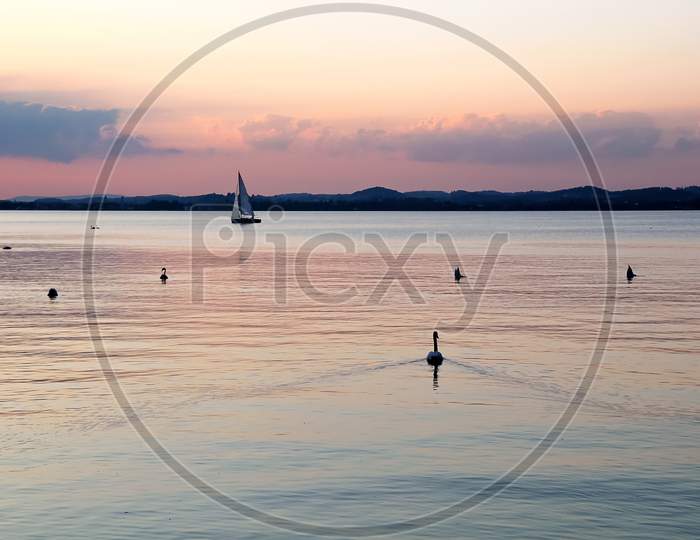 Beautiful Sunset At The Lake Constance With Sailing Boats And Swans