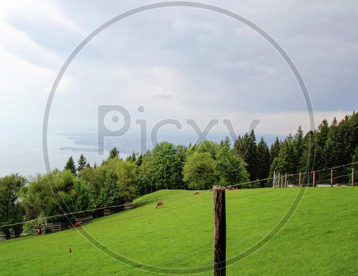 Alpine Wildlife Park Animals And The View Of Lake Constance In Bregenz, Austria