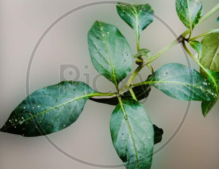 A picture of chili plant leafs