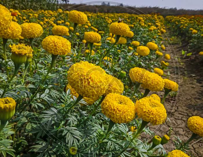 Marigold Field In West Bengal, India