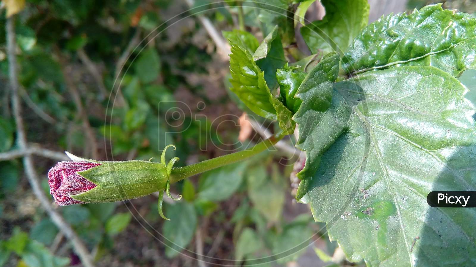 Chinese hibiscus green flower bud flowering plant photography