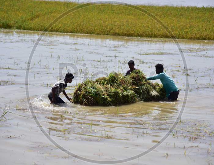 Farmers Carrying Paddy On A Makeshift Raft Wade Through Flood Water At A Village In Hojai District Of Assam, Thursday, May 28, 2020