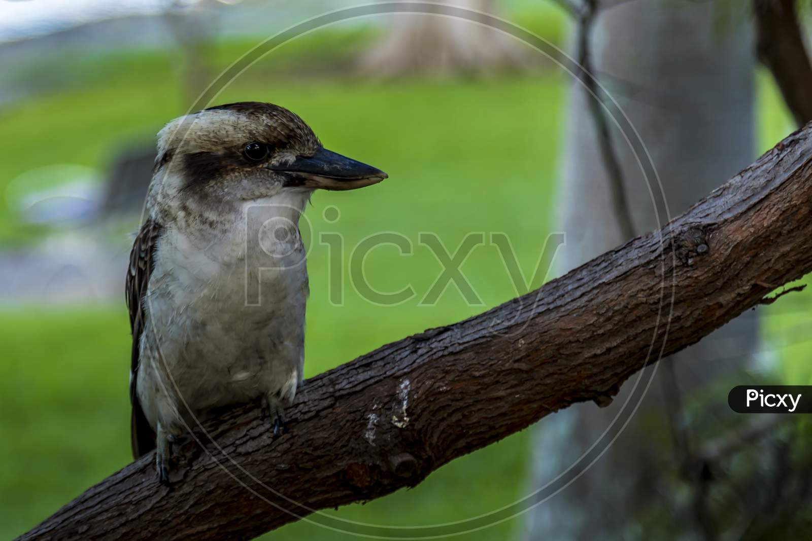 A kookaburra - one of the most popular birds of Australia - sitting on a branch of a tree in a public park in Sydney, New South Wales during a hot day in summer.