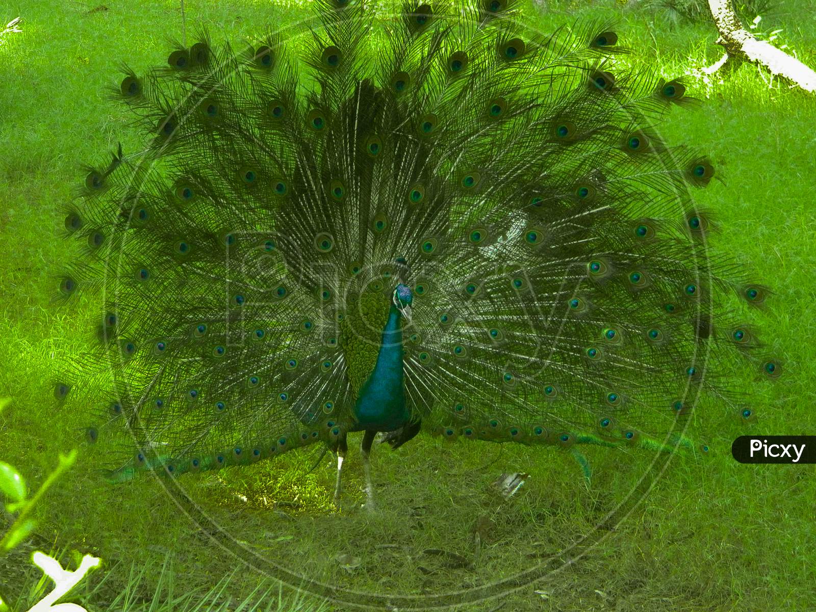 Indian Peacock Dancing In National Park India Photos