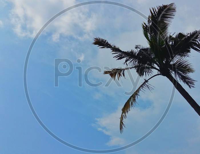 A Silhouette Of Coconut Tree Across Blue Cloudy Sky In Kerala With Copy Space Or Text Space To The Left.