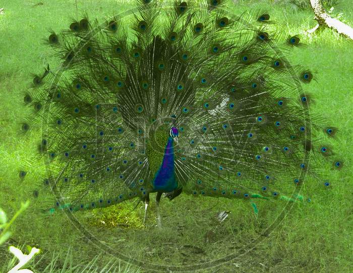 Indian Peacock Dancing In National Park India Photos Images