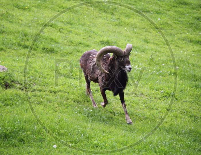 Alpine Capricorn Antler Aries Running With Horns