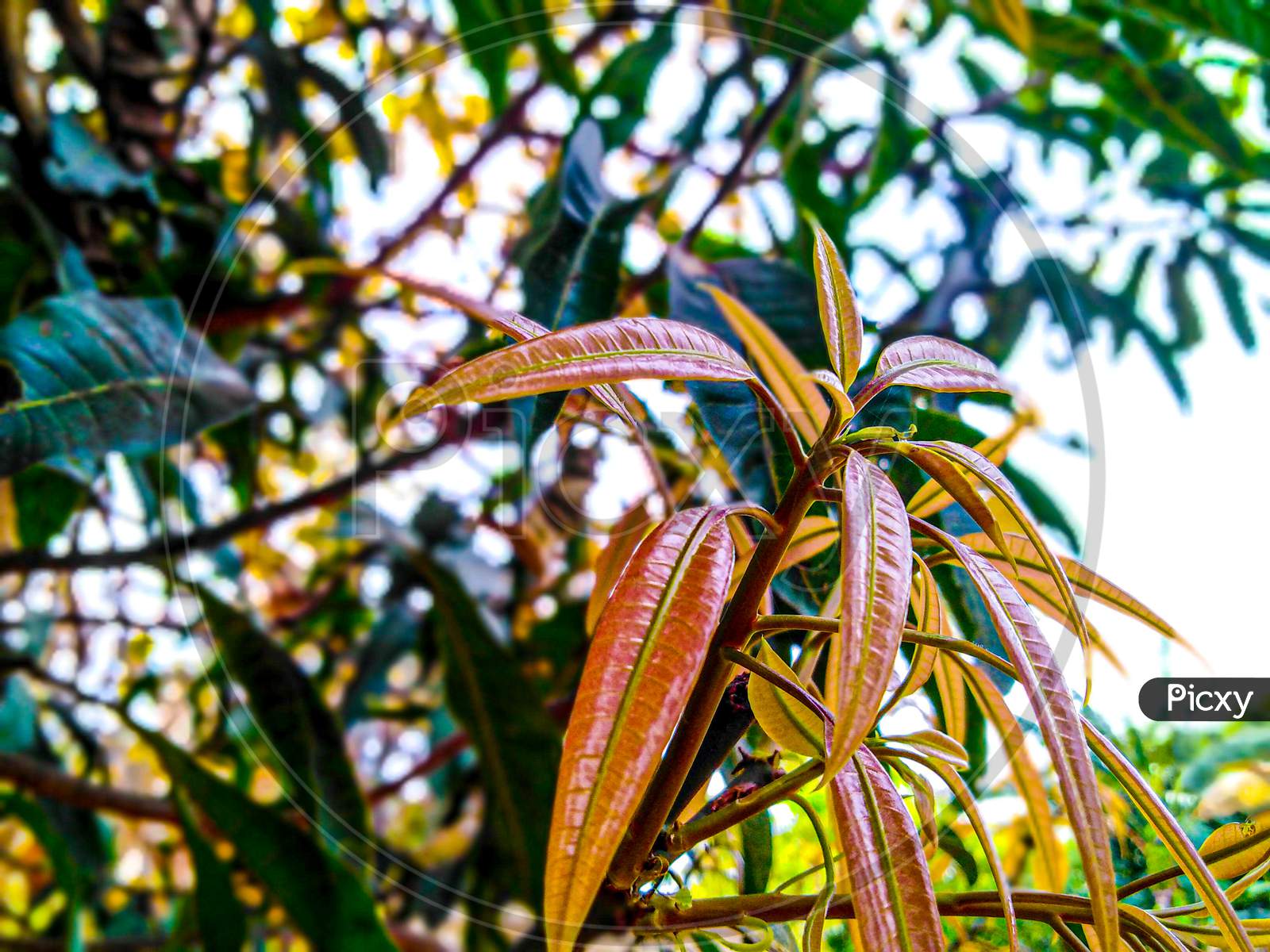 Mango leaf capture in a portrait mode