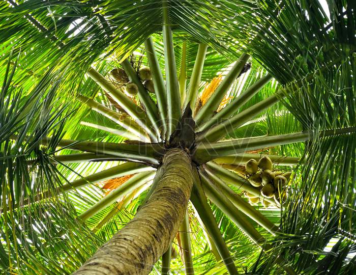 A Coconut Tree With Different View