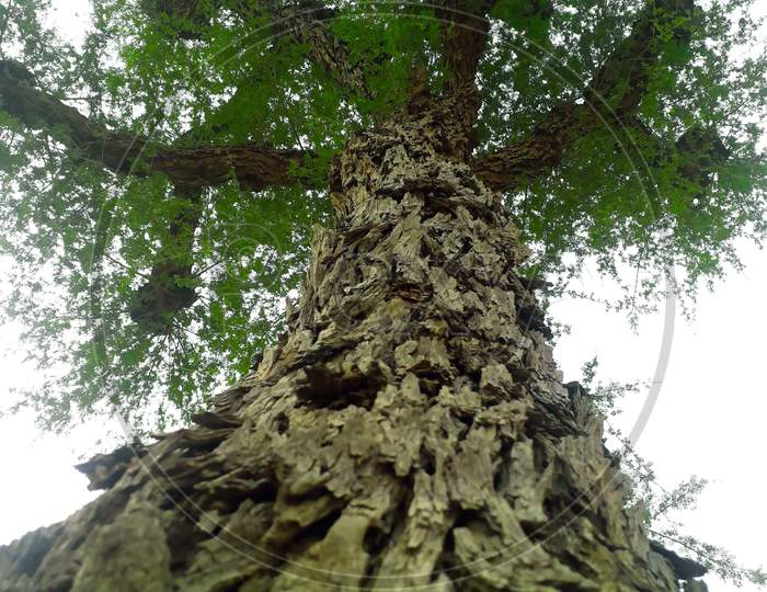 Bottom View Of A Huge Desert Tree Near Trunk With Large Branches In A F