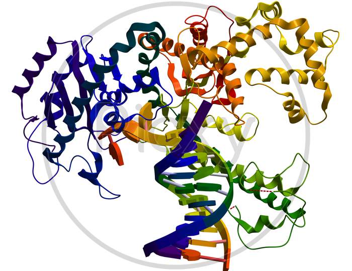 Dna Polymerase I. An Enzyme That Participates In The Dna Replication