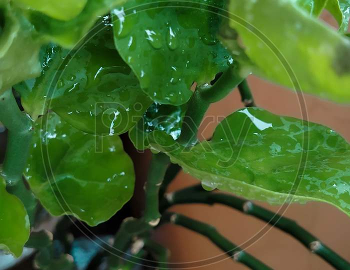 green leaf with water drops.