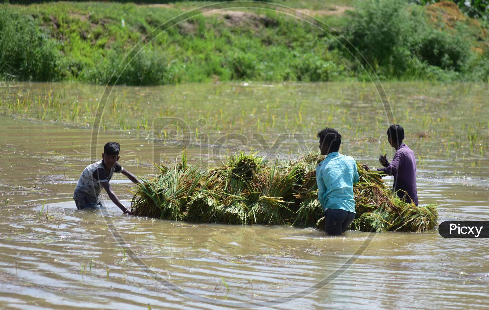 Farmers Carrying Paddy On A Makeshift Raft Wade Through Flood Water At A Village In Hojai District Of Assam, Thursday, May 28, 2020.