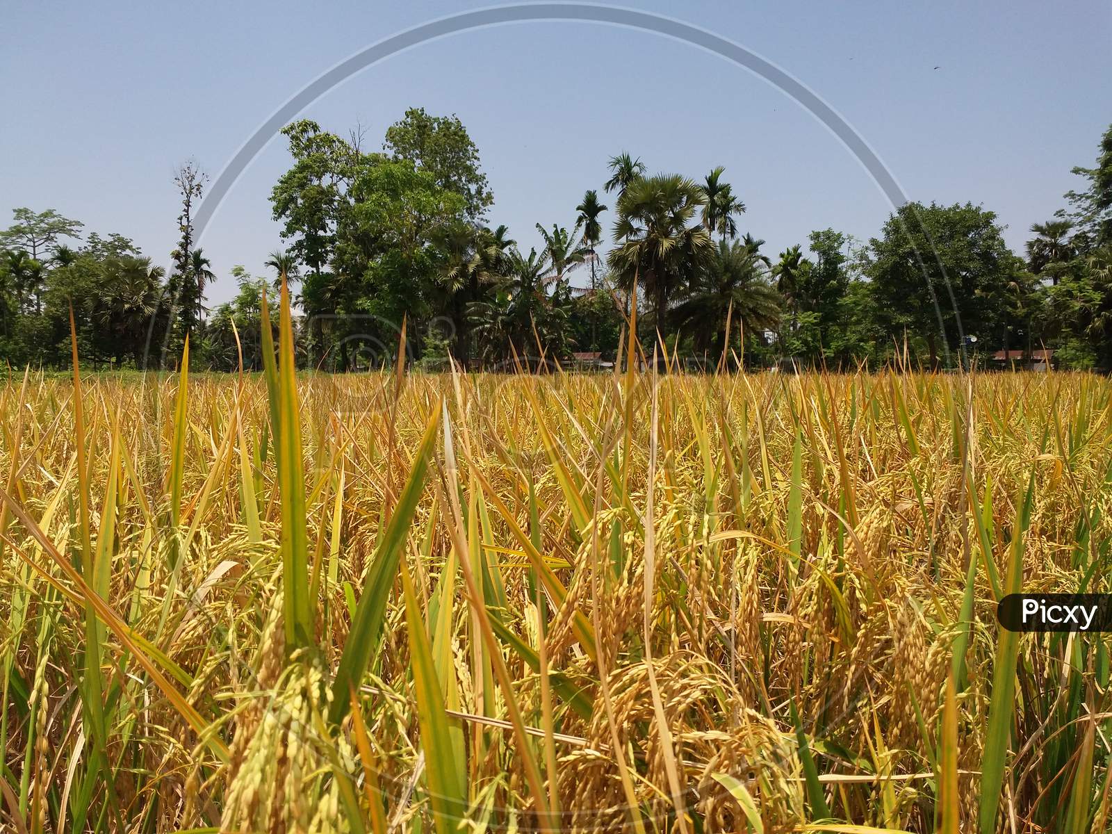 Paddy field growing rice