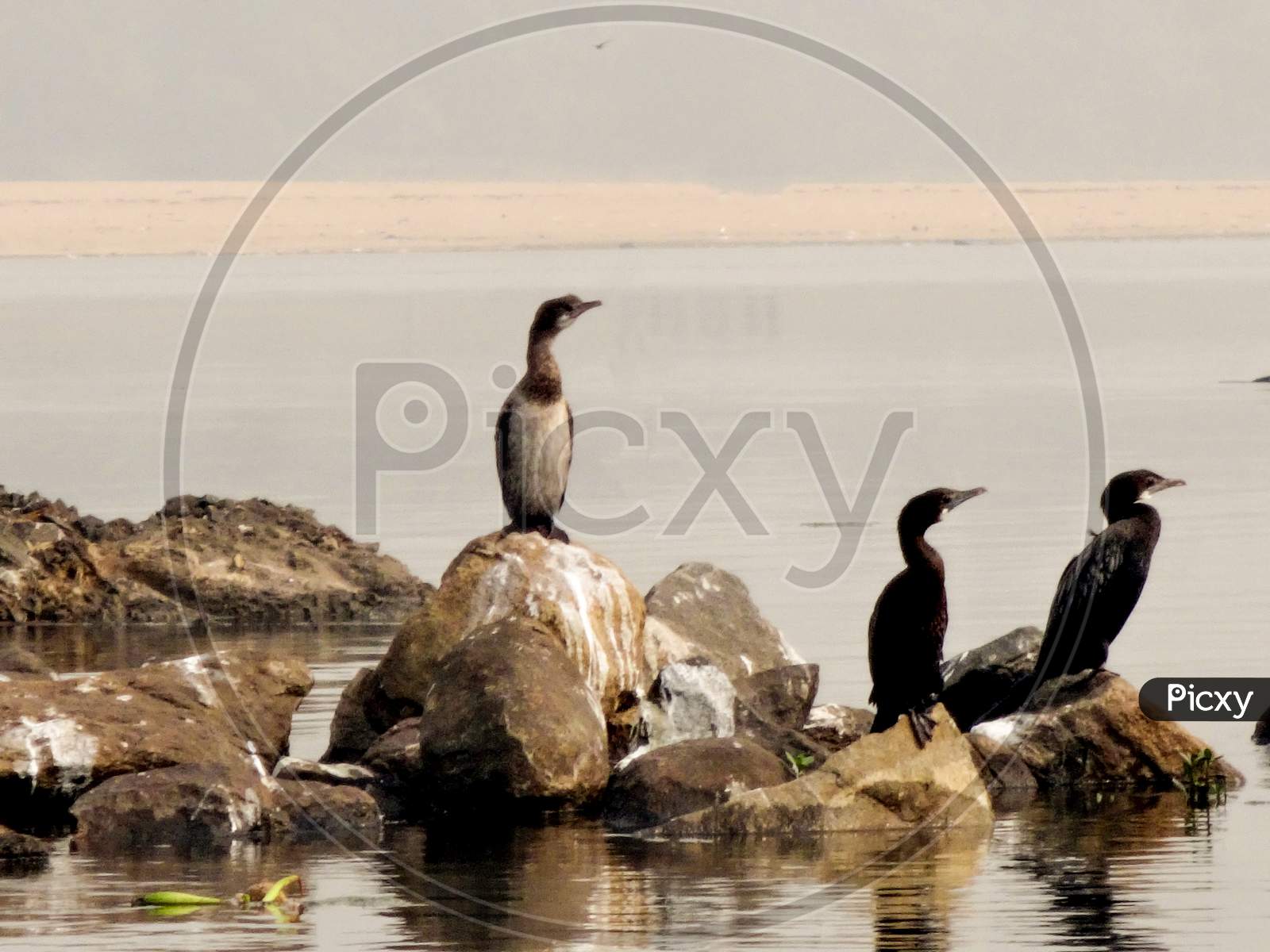 Wildlife bird on the rock in water dam ,At Durgapur barrage