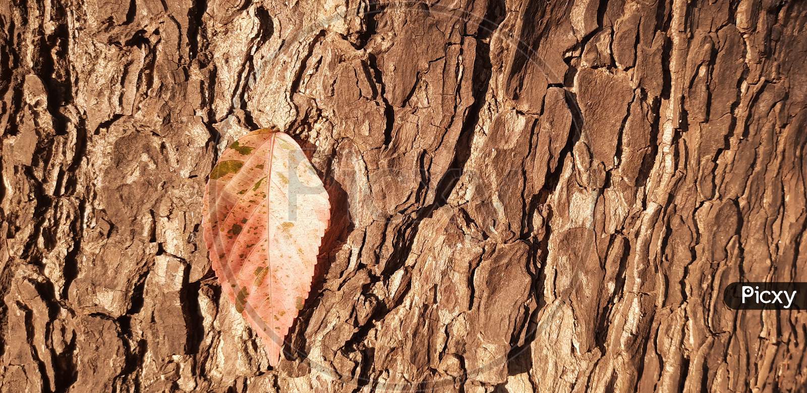 Brown Ivy On Pecan Tree Bark Close Up Stock Photos