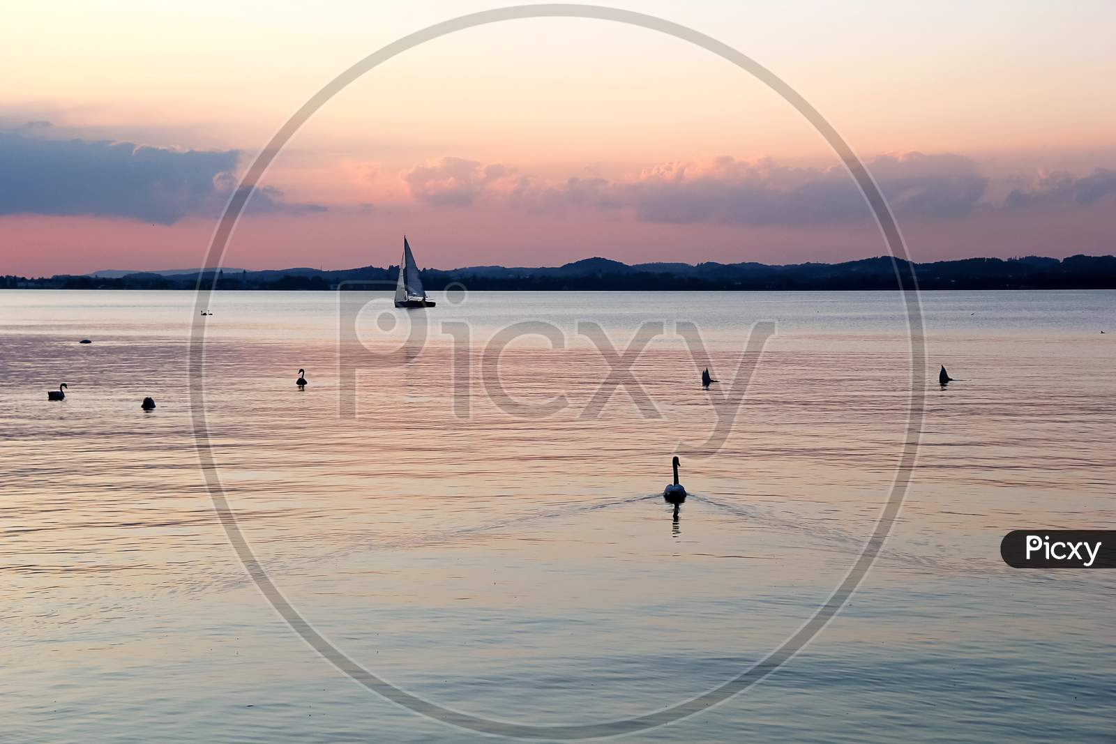 Beautiful Sunset At The Lake Constance With Sailing Boats And Swans