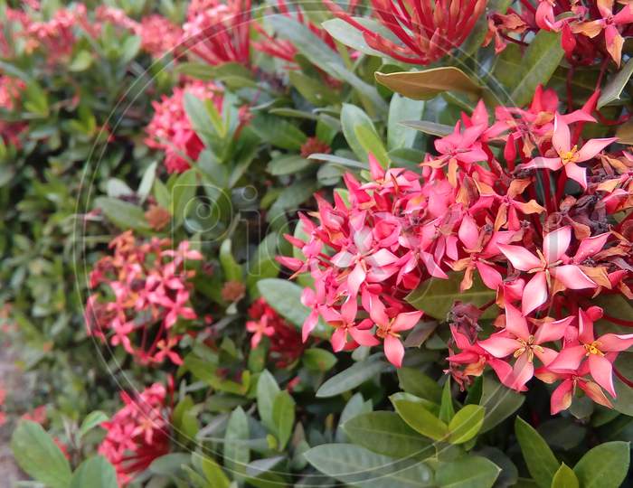 Subshrub pink daphne groundcover flowering plant
