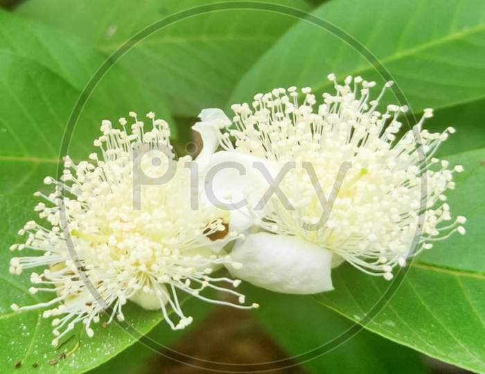 White Guava flower upon the green leaves.