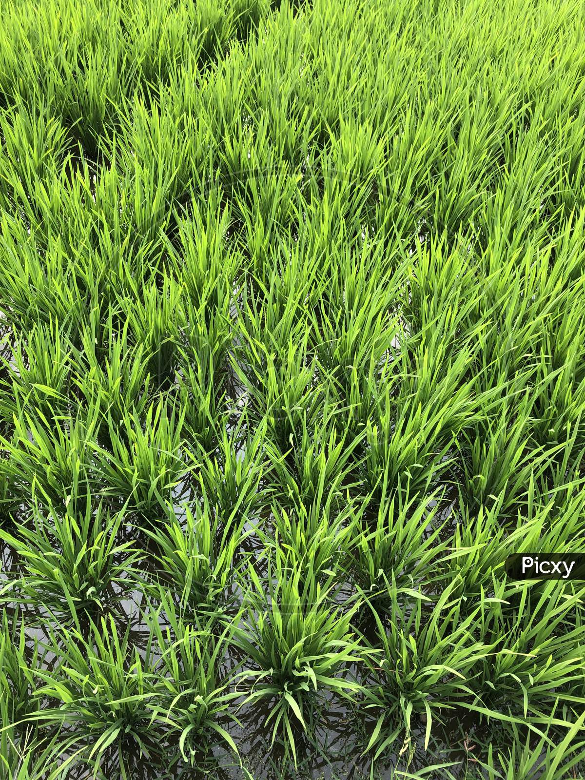 Rice Field Closeup