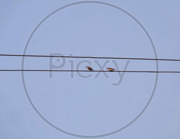 Beautiful two birds on the electric wire beautiful closeup sky background