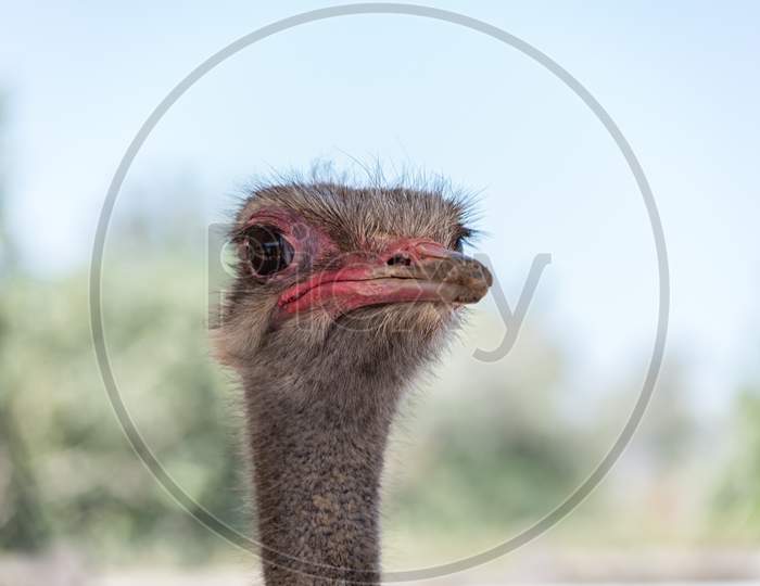 Ostrich portrait closeup