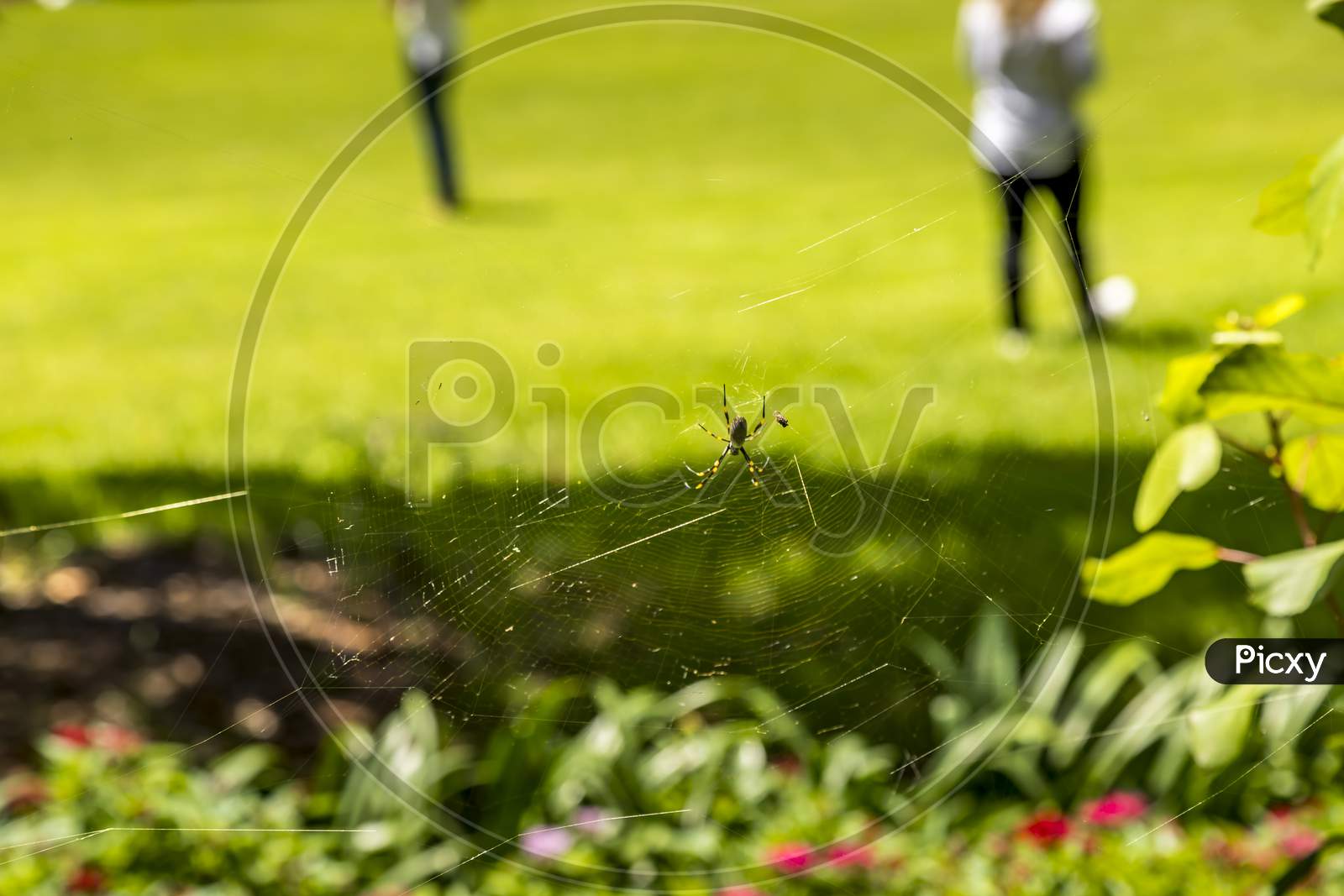 A spider in the Royal Botanic Garden of Sydney, New South Wales in Australia park not far away of the opera house as life went back after the bush fires.