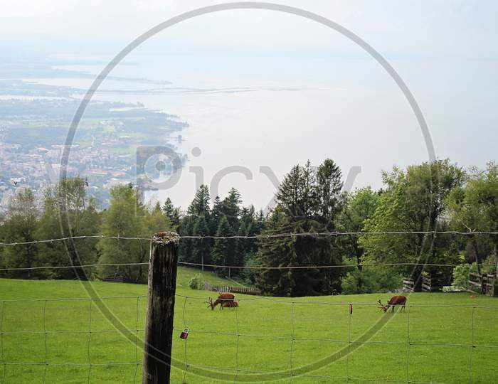 Alpine Wildlife Park Animals In The Meadow And The View Of Lake Constance In Bregenz