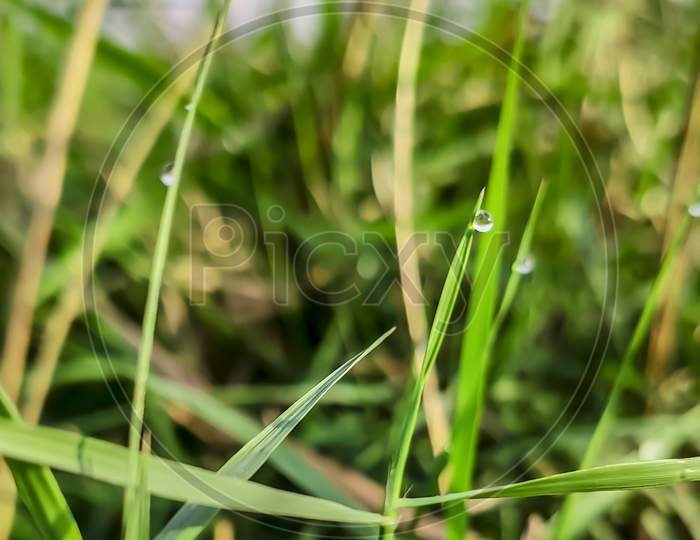 Dewdrops On Grass