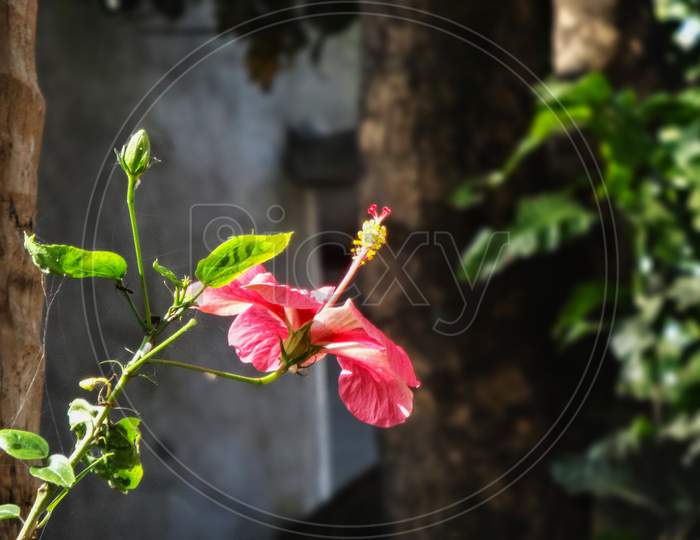 Hawaiian hibiscus branch petal flowering plant photography